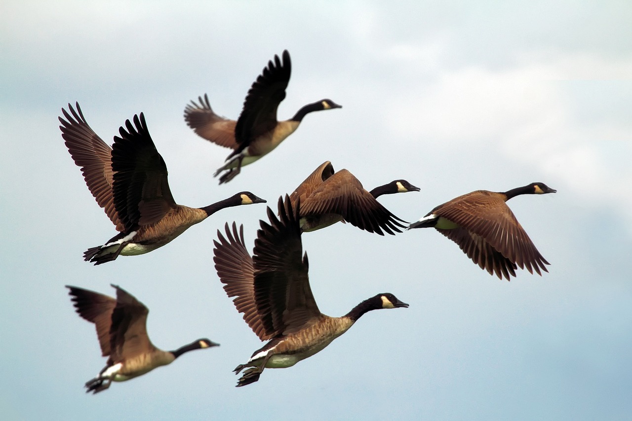 A winding path with a peace crane flying.